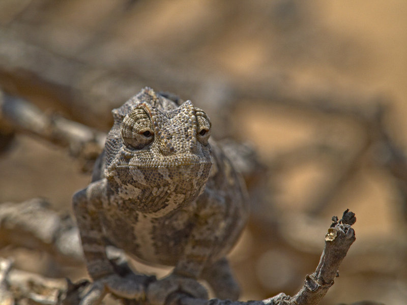 Swakopmund, Chameleon